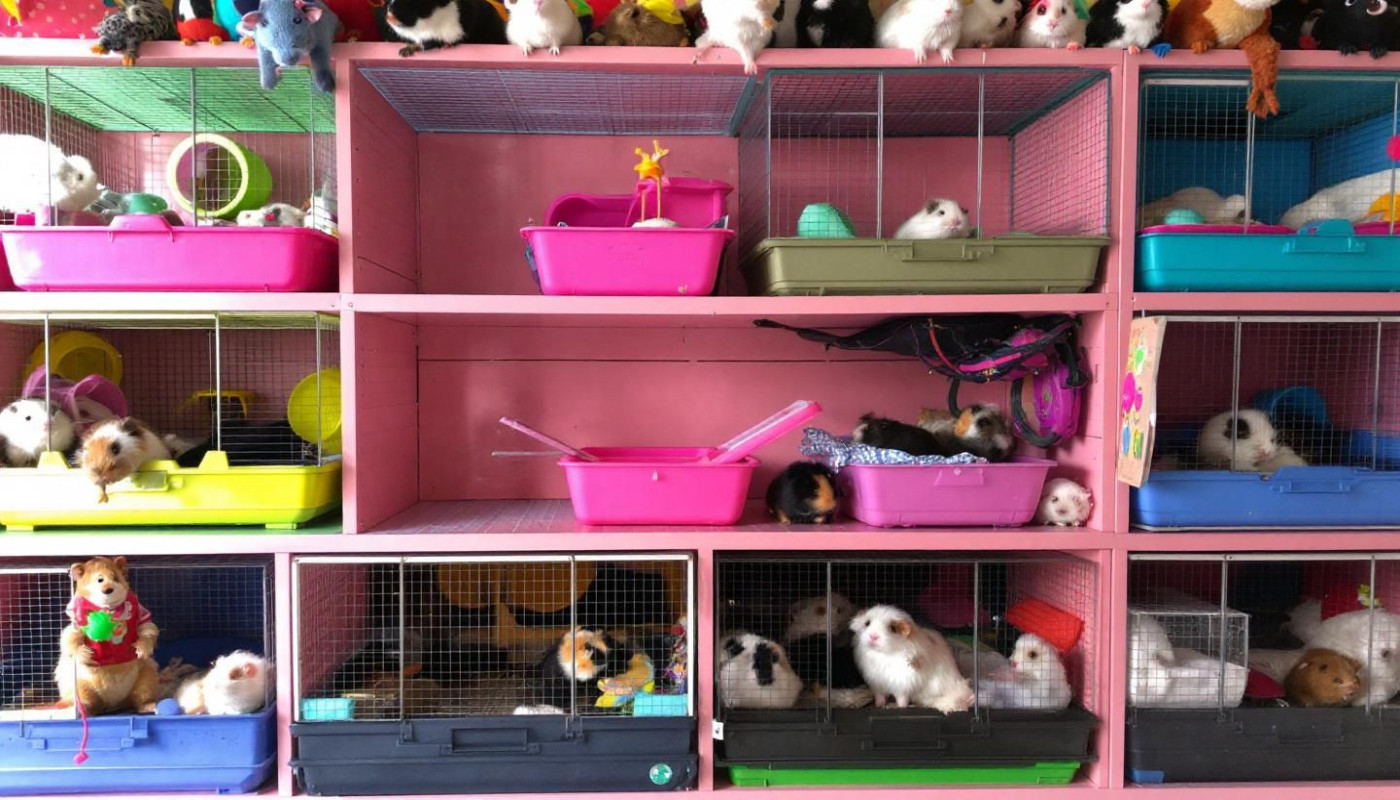 Comment choisir le meilleur habitat pour vos rongeurs ?